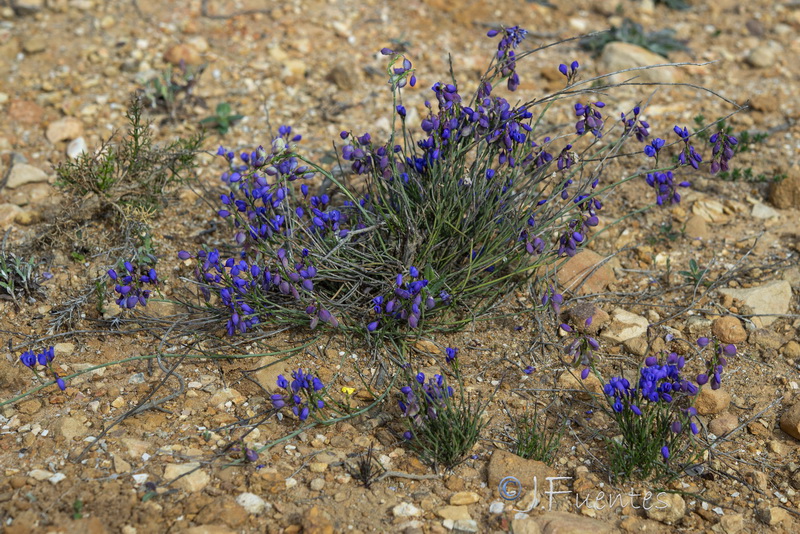 Polygala microphylla.01