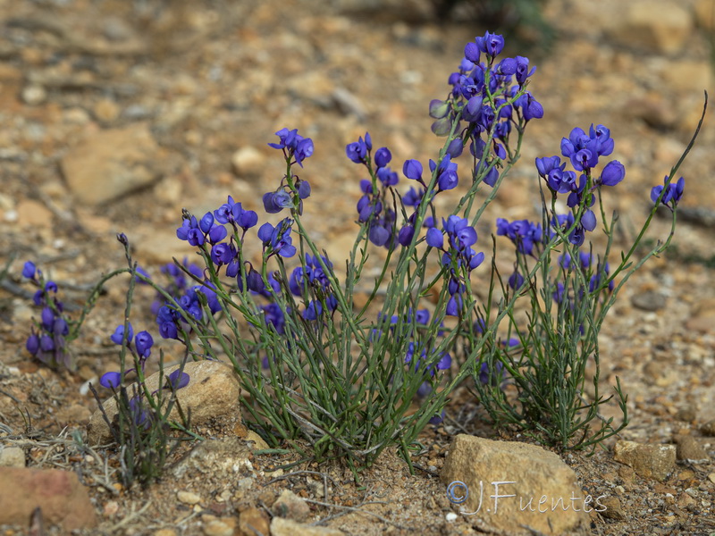 Polygala microphylla.02