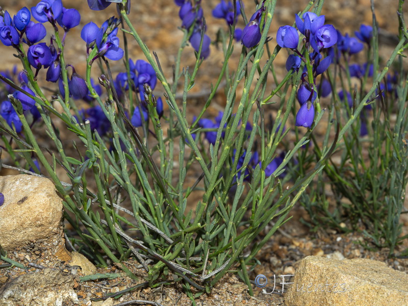 Polygala microphylla.03