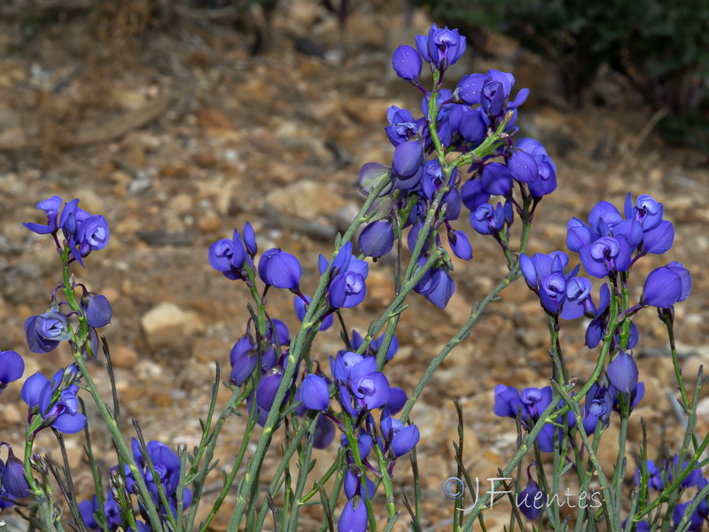 Polygala microphylla.08