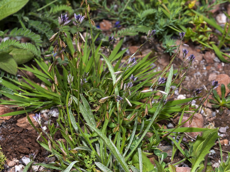 Polygala monspeliaca.01