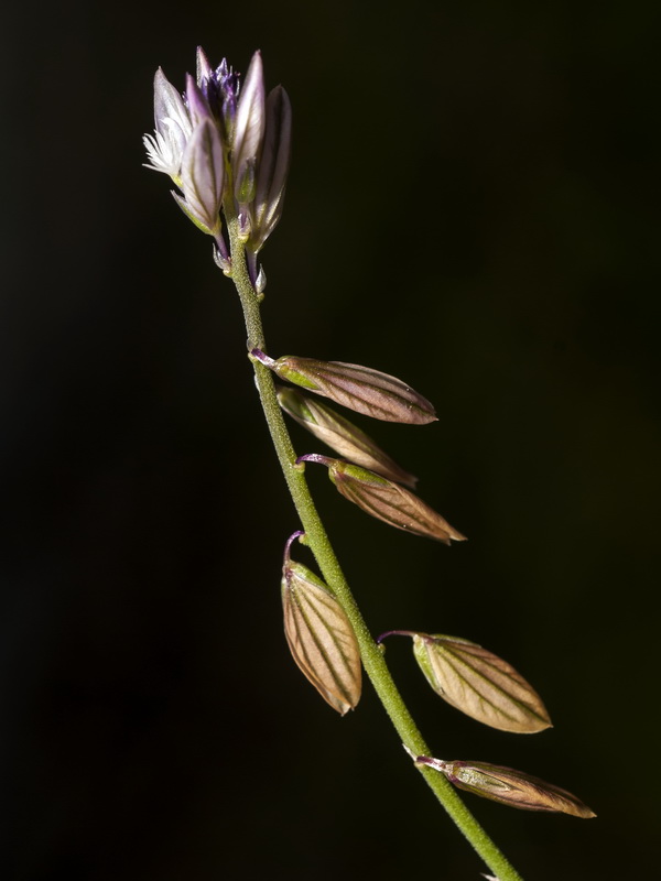 Polygala monspeliaca.05