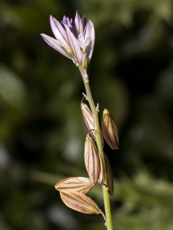 Polygala monspeliaca.07