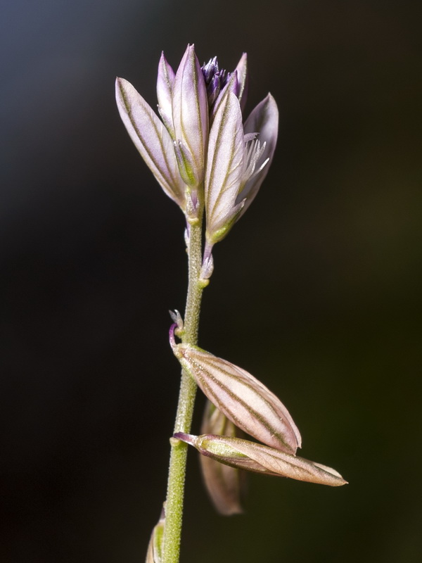 Polygala monspeliaca.08