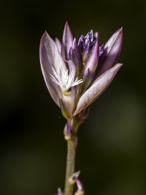 Polygala monspeliaca.09