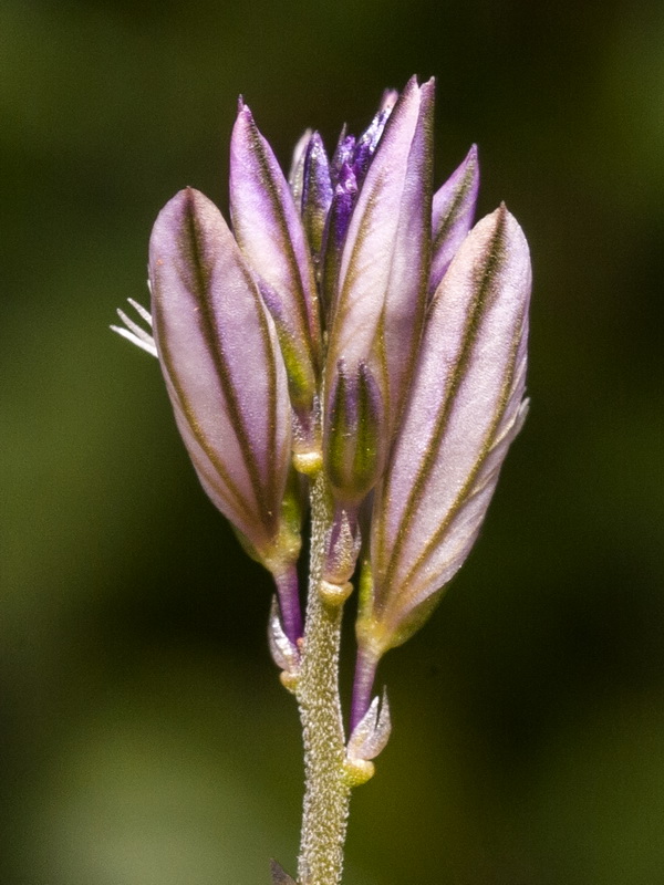 Polygala monspeliaca.10