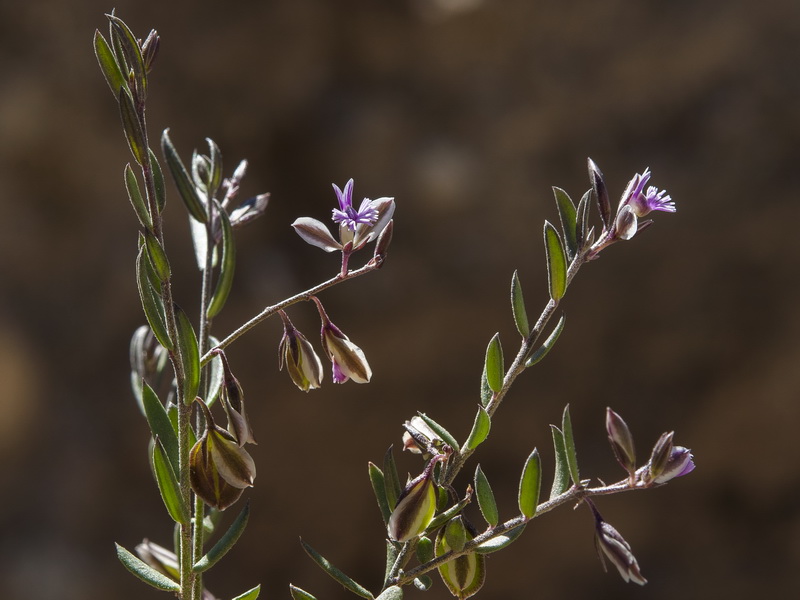 Polygala rupestris.02