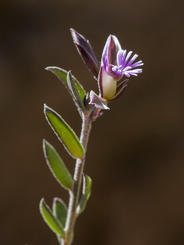 Polygala rupestris.05
