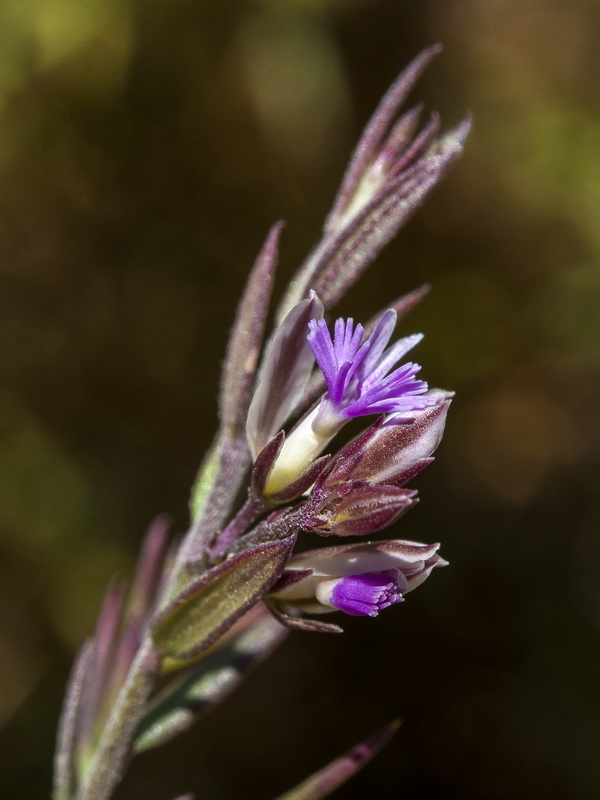 Polygala rupestris.06