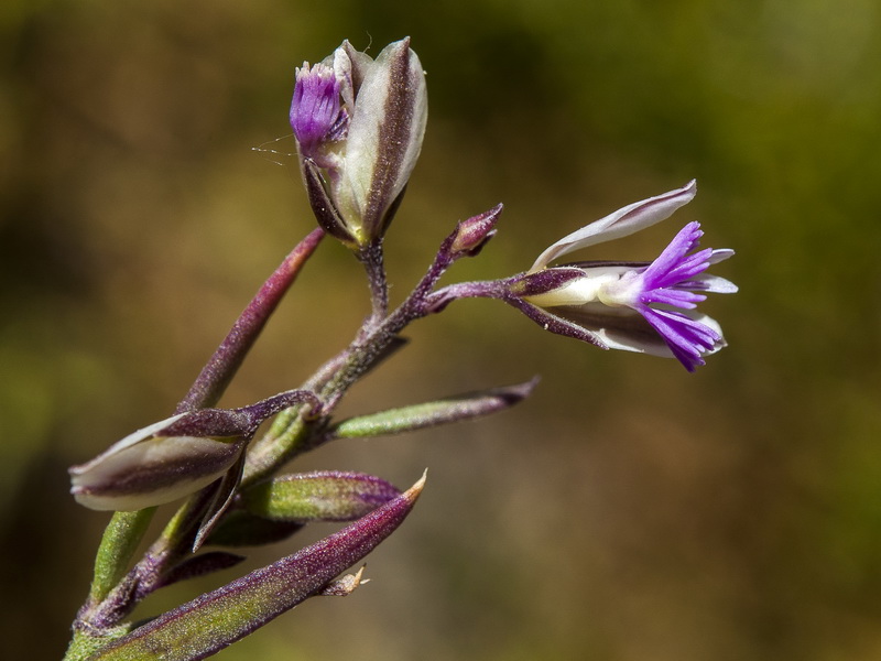 Polygala rupestris.07