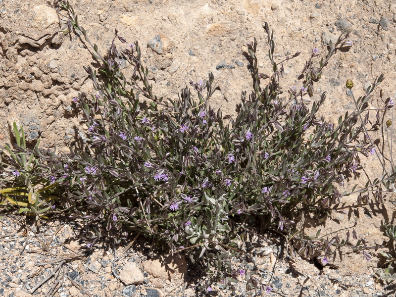 Polygala rupestris.08