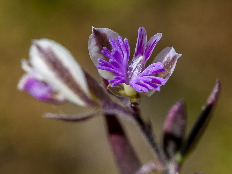 Polygala rupestris.09