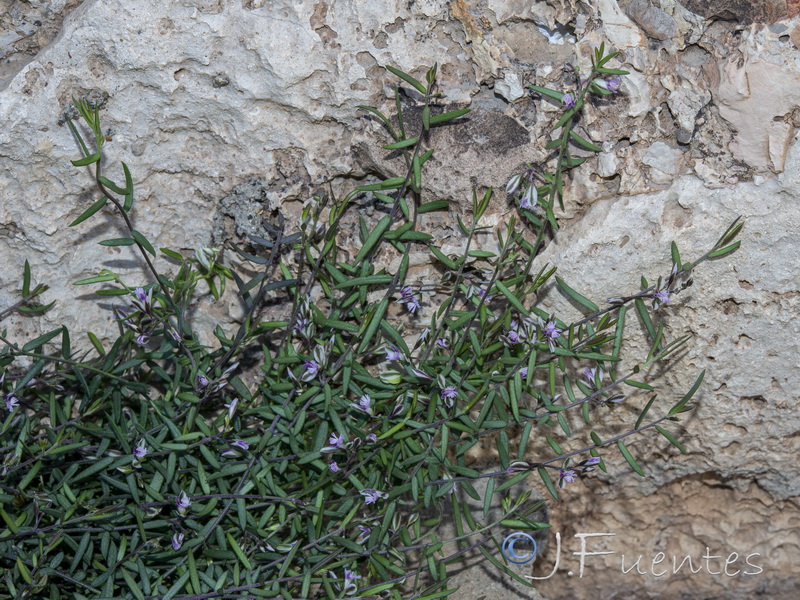 Polygala rupestris.13