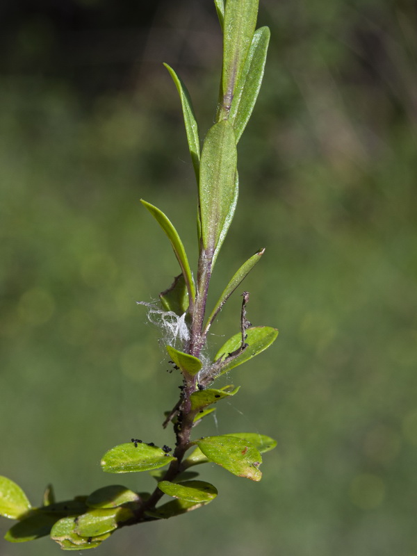 Polygala vulgaris.08