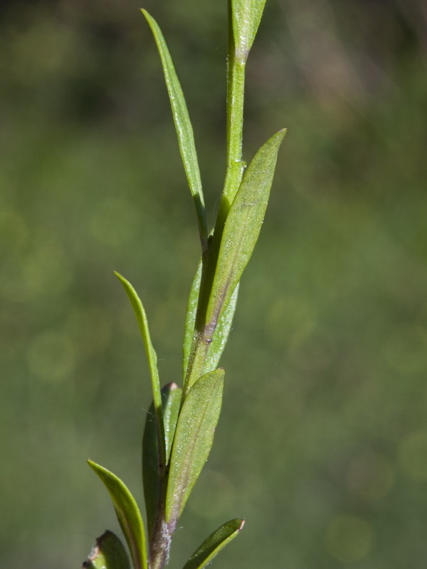 Polygala vulgaris.09