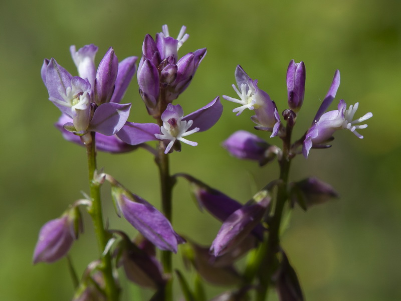 Polygala vulgaris.11