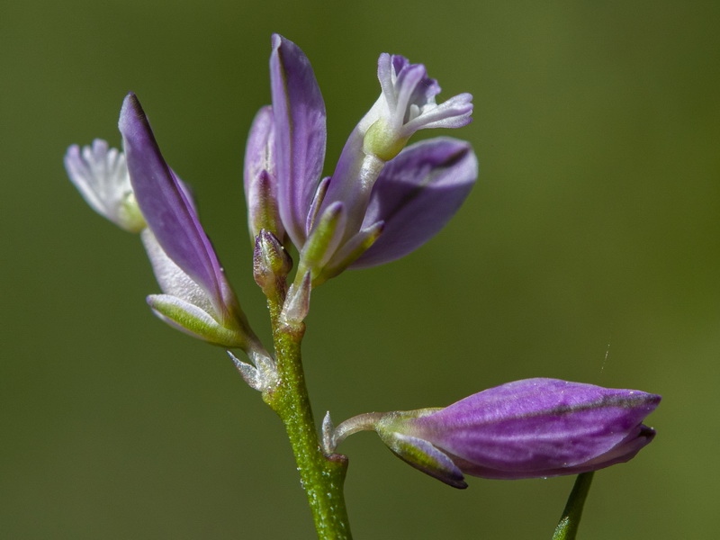 Polygala vulgaris.14