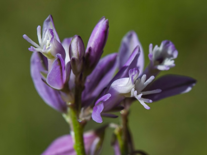 Polygala vulgaris.16