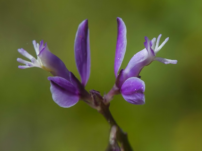 Polygala vulgaris.18