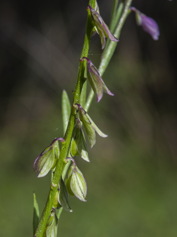Polygala vulgaris.19