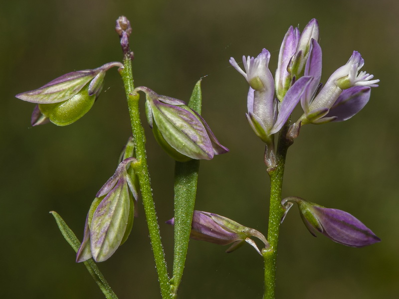 Polygala vulgaris.20
