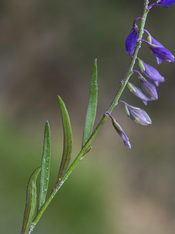 Polygala vulgaris.04