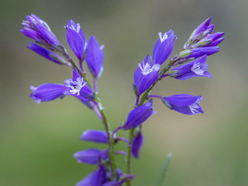 Polygala vulgaris.07