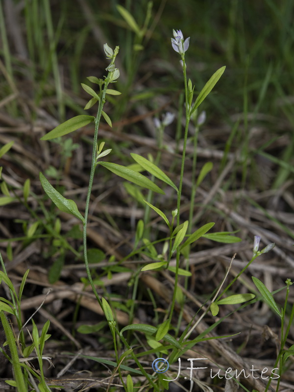 Polygala vulgaris.01