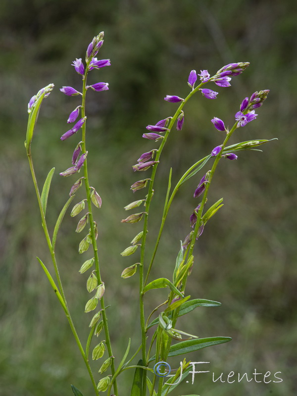 Polygala vulgaris.26
