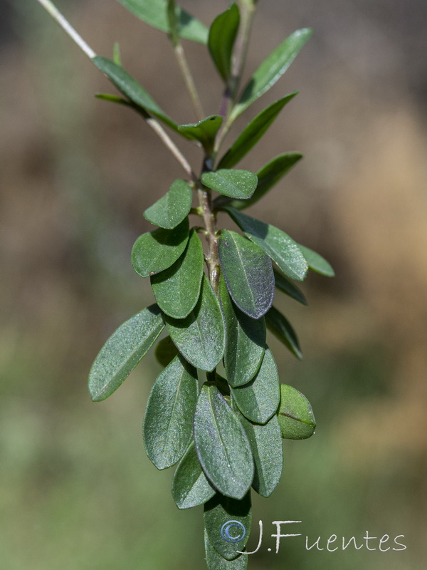 Polygala vulgaris.27