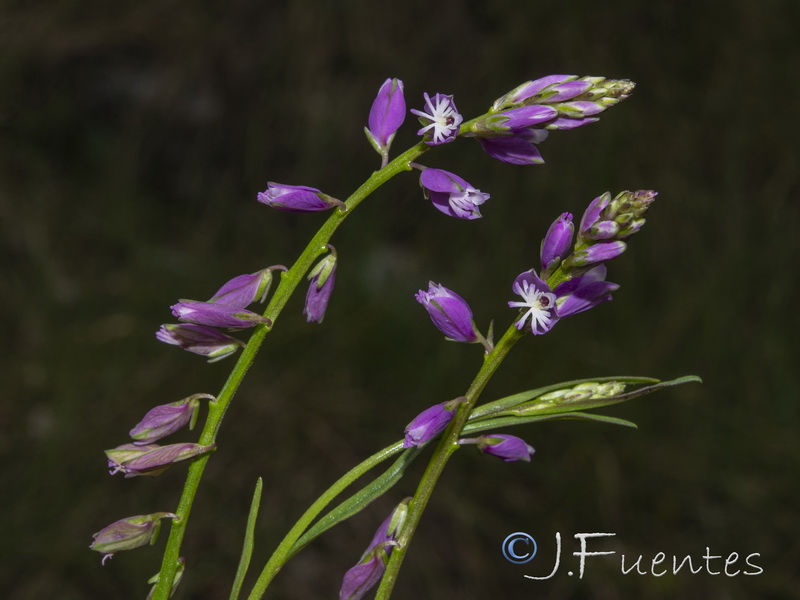 Polygala vulgaris.30