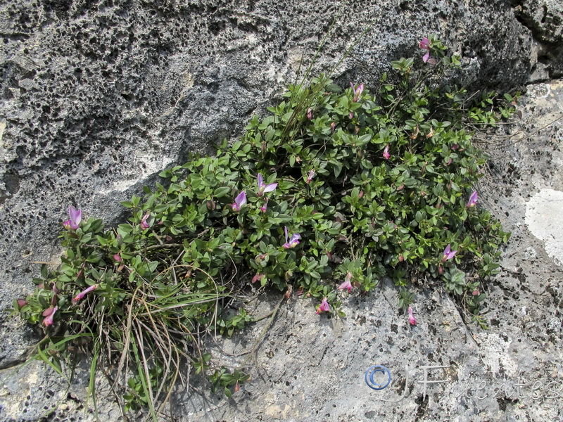 Polygala webbiana.01