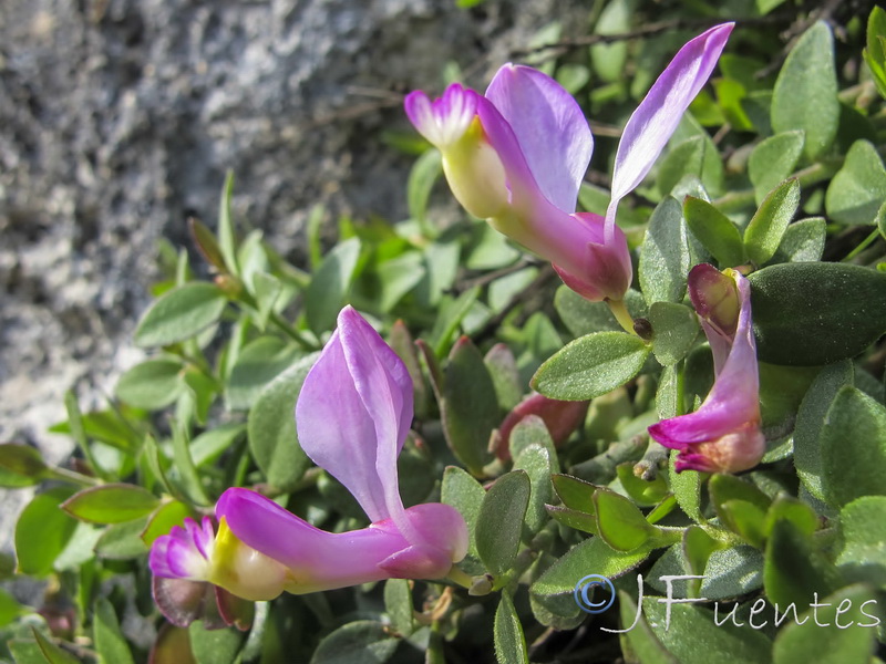 Polygala webbiana.09
