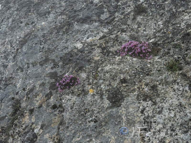 Polygala webbiana.13