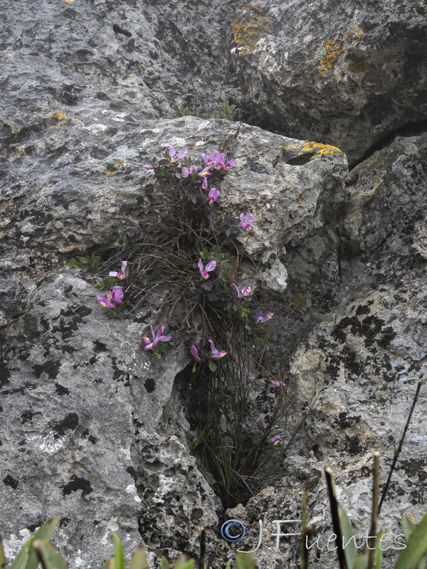 Polygala webbiana.17