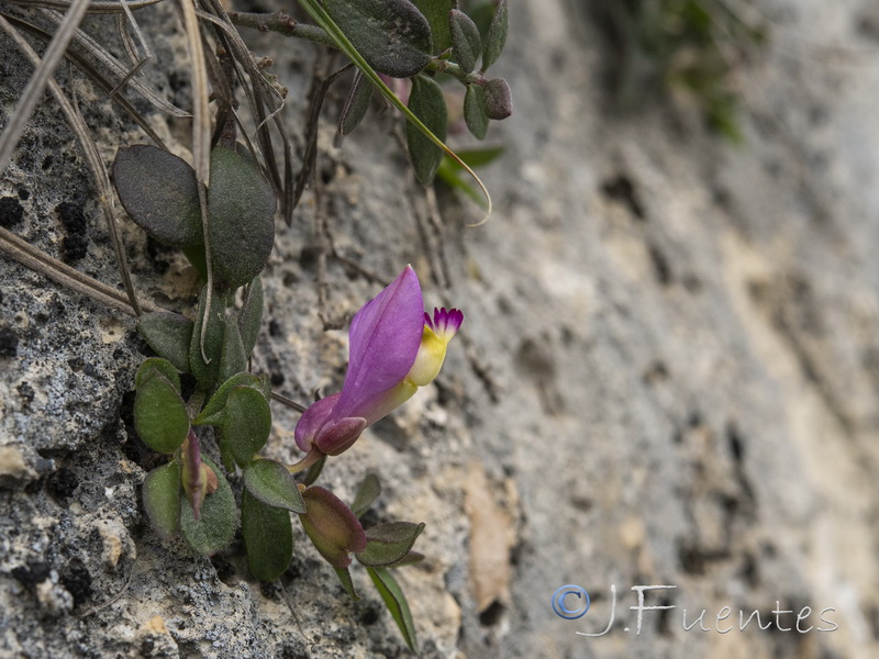 Polygala webbiana.22