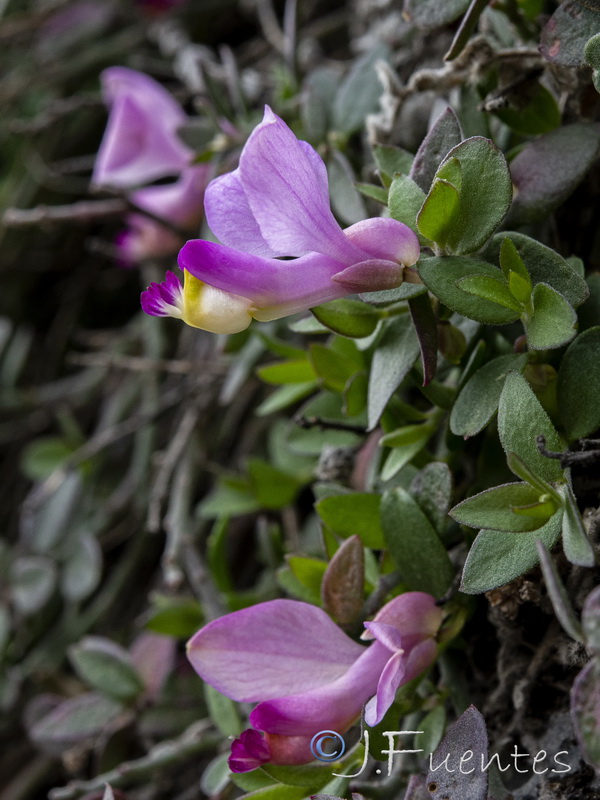 Polygala webbiana.10