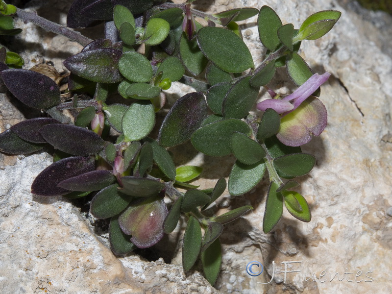 Polygala webbiana.28