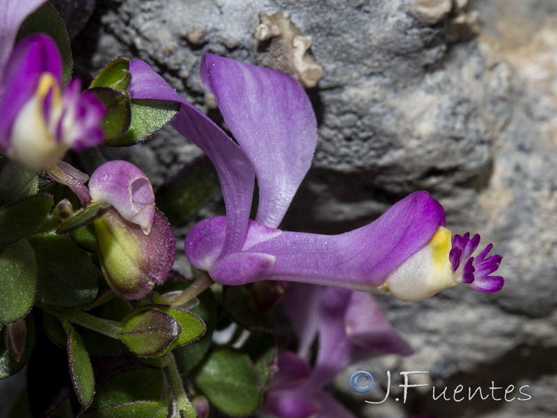 Polygala webbiana.31