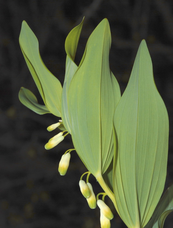 Polygonatum odoratum.03