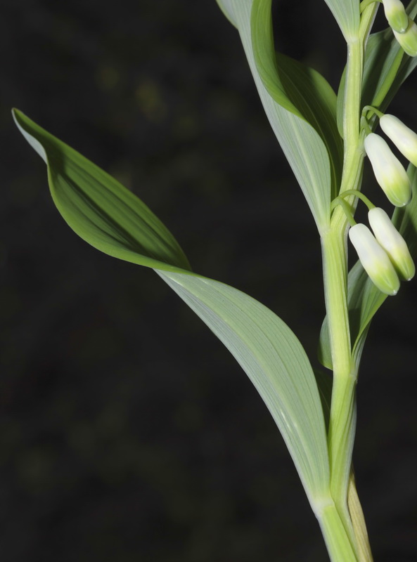 Polygonatum odoratum.05