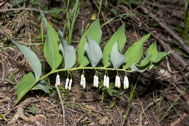 Polygonatum odoratum.08