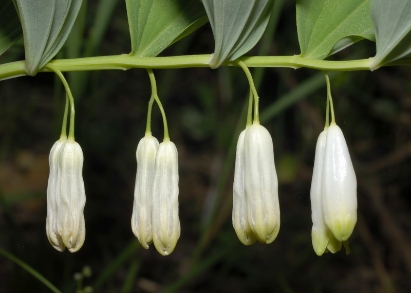 Polygonatum odoratum.09