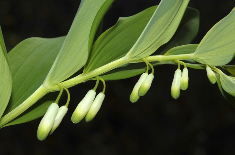 Polygonatum odoratum.10