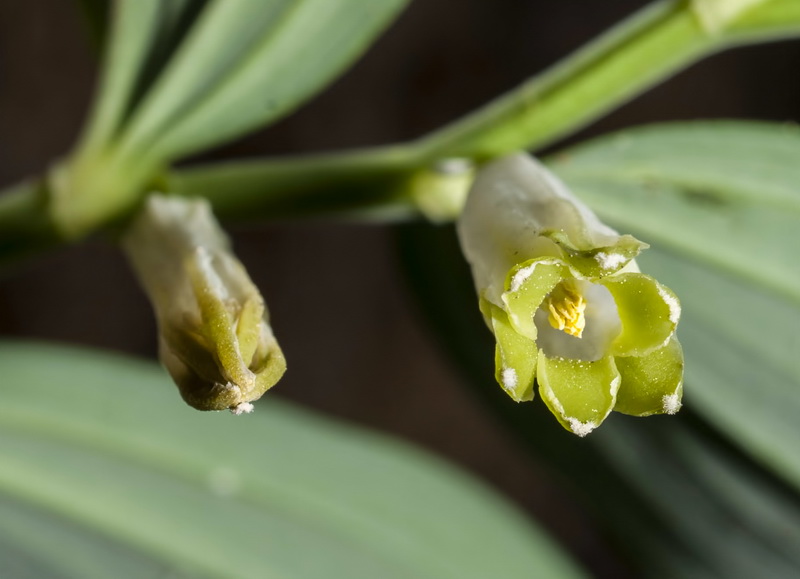 Polygonatum odoratum.12