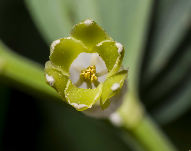 Polygonatum odoratum.13