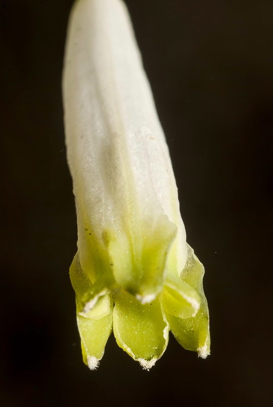 Polygonatum odoratum.14