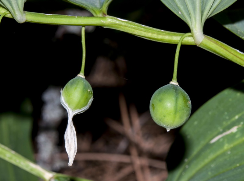 Polygonatum odoratum.17