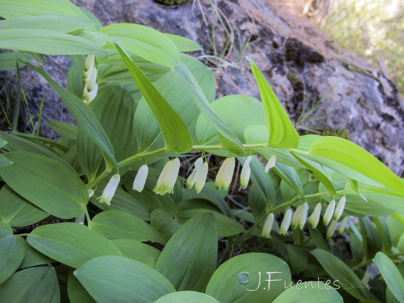 Polygonatum odoratum.18