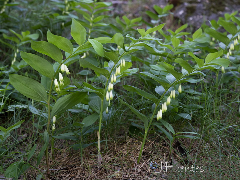 Polygonatum odoratum.18